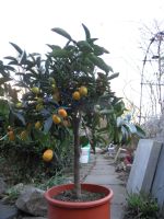 Kumquat - Baum mit noch kleinen Früchten Rheinland-Pfalz - Plaidt Vorschau