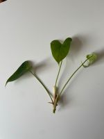 Rosa Anthurie Ableger - tropische Zimmerpflanze Frankfurt am Main - Nordend Vorschau