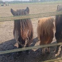 Pflegebeteiligung an Ponys Niedersachsen - Asendorf (Nordheide) Vorschau
