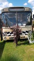 Oldtimer Mercedes Bus Partybus Brandenburg - Leegebruch Vorschau