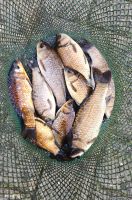 Karauschen Rotfeder Goldfische Kois Fische abzugeben! Nordrhein-Westfalen - Mönchengladbach Vorschau