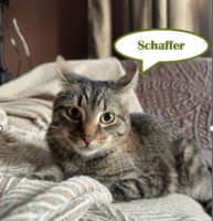 Tierschutz- Kater Schaffer sucht ein liebevolles Zuhause! Dortmund - Körne Vorschau