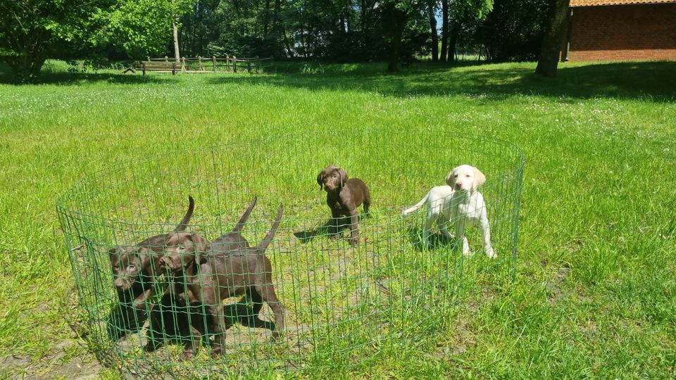 Süße Kleiner Münsterländer x Labrador Pudel Mix Welpen von PRIVAT in Verl