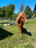 Pony Hengst jährling Osterburg - Königsmark Vorschau