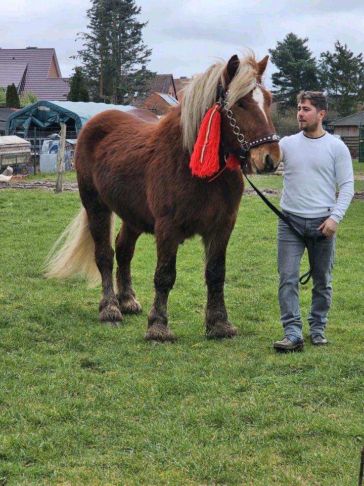 Comtois Pferd zum Verkauf 2 Jahre und 7 Monaten in Wunstorf