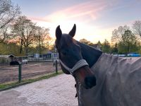 Pflegebeteiligung für ein Pferd gesucht Schleswig-Holstein - Elmenhorst Kr Stormarn Vorschau