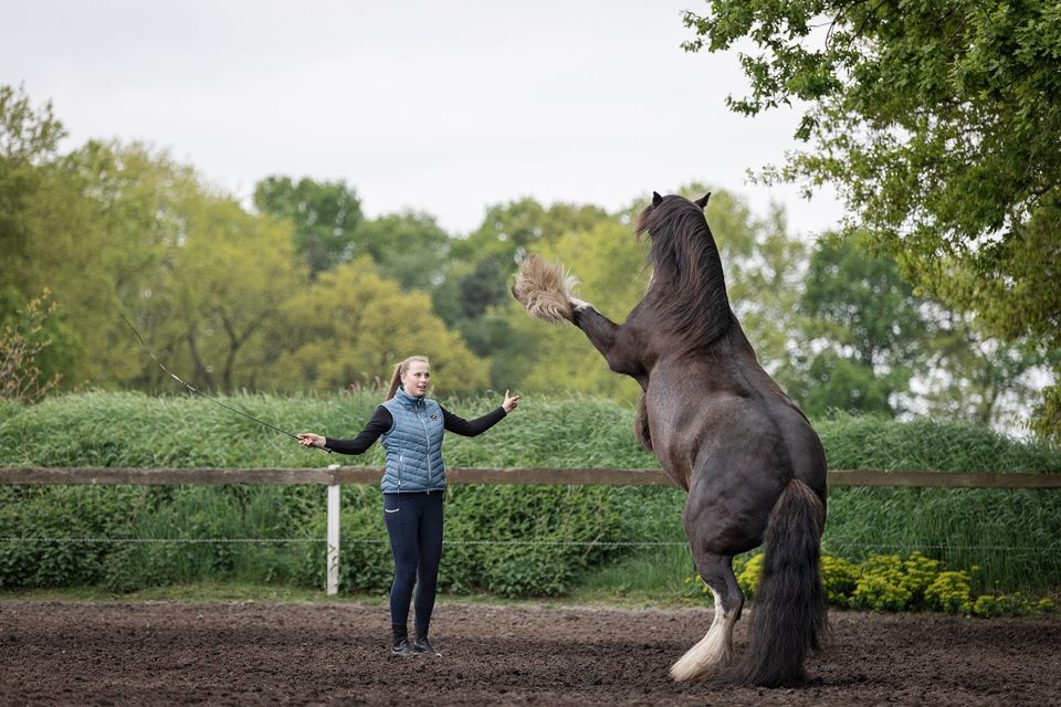 Unterricht in Reiten, Bodenarbeit, Akademischer Reitkunst etc. in Neubörger