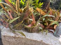 Wasserpflanzen Cryptocoryne günstig Abgabe Nordrhein-Westfalen - Leverkusen Vorschau