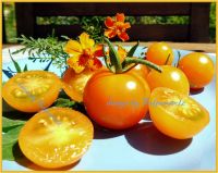 ♥ BIO Tomate Apricosa,zuckersüß, orange Alte Sorte,Samen,Garten Eimsbüttel - Hamburg Schnelsen Vorschau