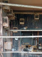 Kanarienvögel zu verkaufen Baden-Württemberg - Meißenheim Vorschau