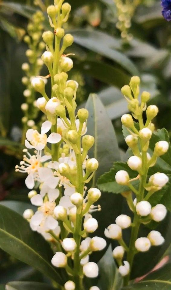 Kirschlorbeer Hecke Strauch Blüten Sichtschutz Immergrün ♥️ in Kreuztal