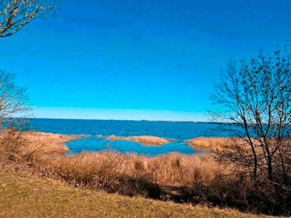 Last Minute Ostsee-Ferienhaus Stralsund a.Meer Sauna 2 Hunde in Vorpommern-Rügen - Landkreis