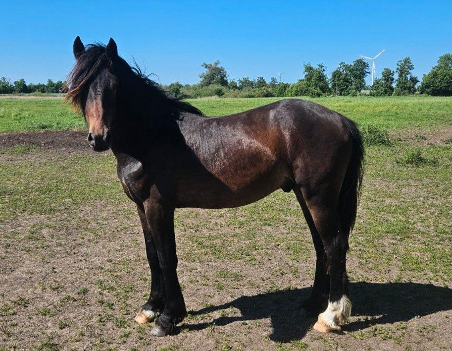 Welsh Cob Hengst 2-jährig in Wustermark