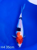 Koi D-Showa 35cm H4-116 Nordrhein-Westfalen - Wadersloh Vorschau