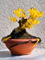 Bonsai Forsythie Baden-Württemberg - Ludwigsburg Vorschau