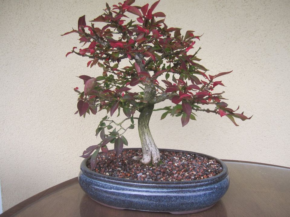 Bonsai Korkflügelstrauch Euonymus alatus ( Pfaffenhütchen ) in Pommersfelden