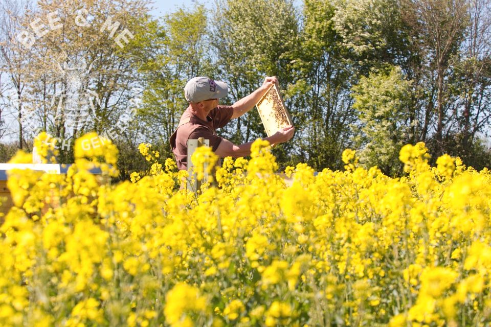 3x 250 Gr Gläser Rapshonig Ernte 2023 aus Niedersachsen in Bassum