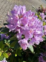 Rhododendron Niedersachsen - Rastede Vorschau