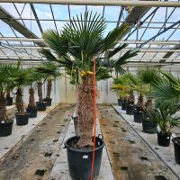 Hanfpalme Trachycarpus wagnerianus Wagners Hanfpalme Hessen - Wiesbaden Vorschau