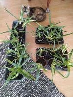 Aloe Vera Pflanzen zu verkaufen Baden-Württemberg - Friedrichshafen Vorschau