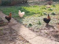 3 Hühner zur Verkaufen Rheinland-Pfalz - Schweich Vorschau