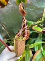 Nepenthes (V x Trus) x (M x V) x M) / Kannenpflanze / Karnivoren Nordrhein-Westfalen - Gütersloh Vorschau