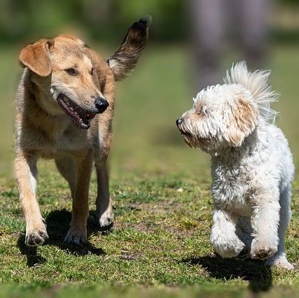 Hundeschule in Köln - Spiel & Spaß für Mensch und Hund in Köln