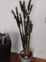 Kaktus Zimmerpflanze Nordrhein-Westfalen - Schermbeck Vorschau