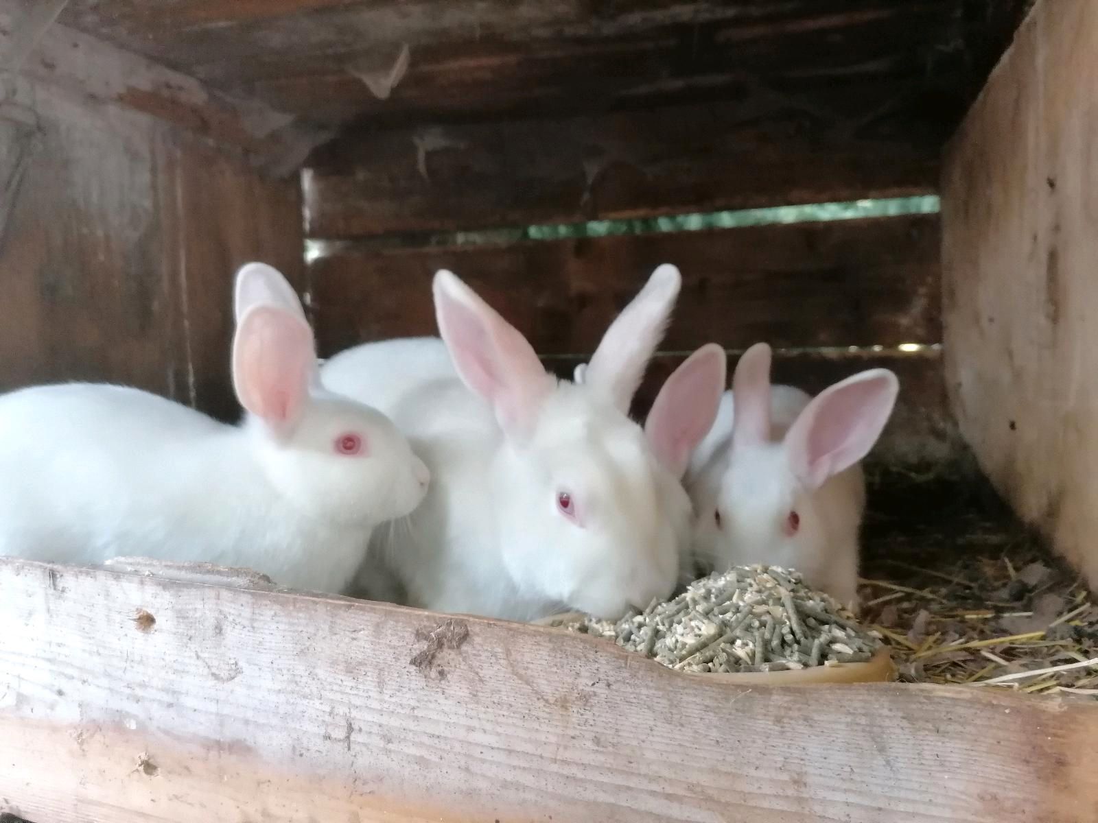 Junge Rassekaninchen Satin Elfenbein Rotaugen /Hasen /Kaninchen in