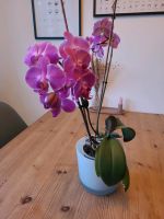 Orchidee zu verkaufen Bayern - Kempten Vorschau
