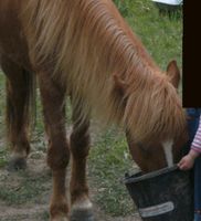 Spaziergeh-Reitbeteiligung für Eltern und Kinder Sachsen-Anhalt - Ballenstedt Vorschau