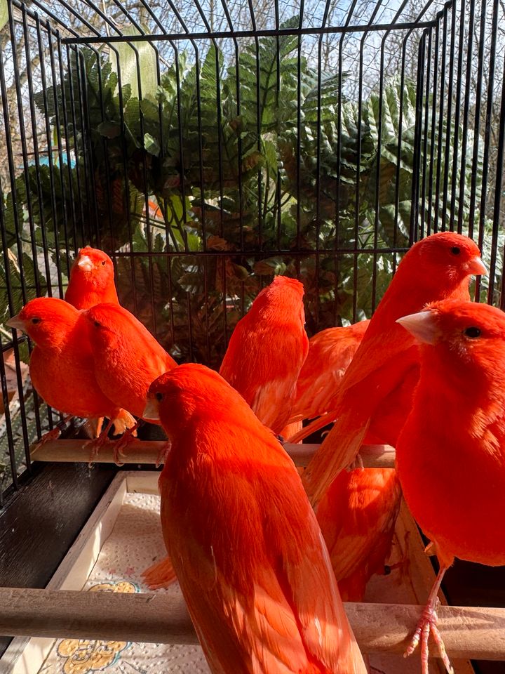 13 rote Kanarienvögel, rot, männlich von 2023 Stück 60 € in Laatzen