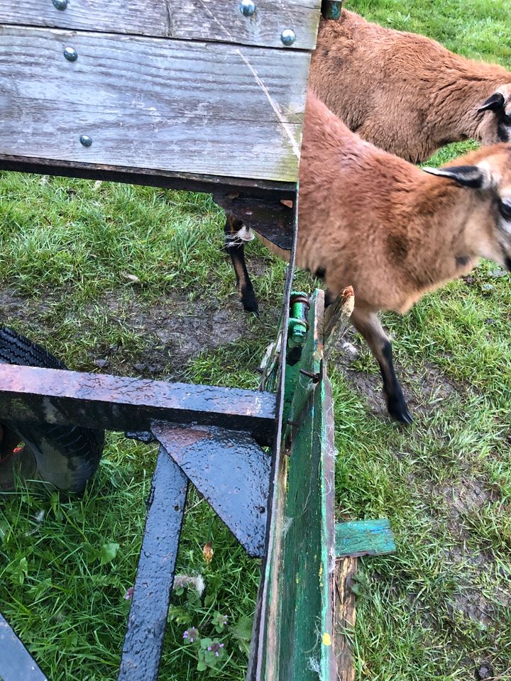 Traktoranhänger, Pferdeanhänger in Pritzwalk