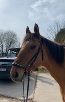 Horsecode Trense Hannoveranisch WB Niedersachsen - Alfeld (Leine) Vorschau