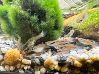 Schöne Endler Guppy/ Guppies Fisch für Aquarium Weibchen Männchen Düsseldorf - Pempelfort Vorschau