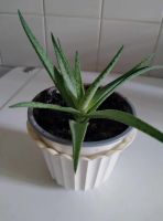 Aloe "Snow White" Kindel, 5 Monate alt Berlin - Treptow Vorschau