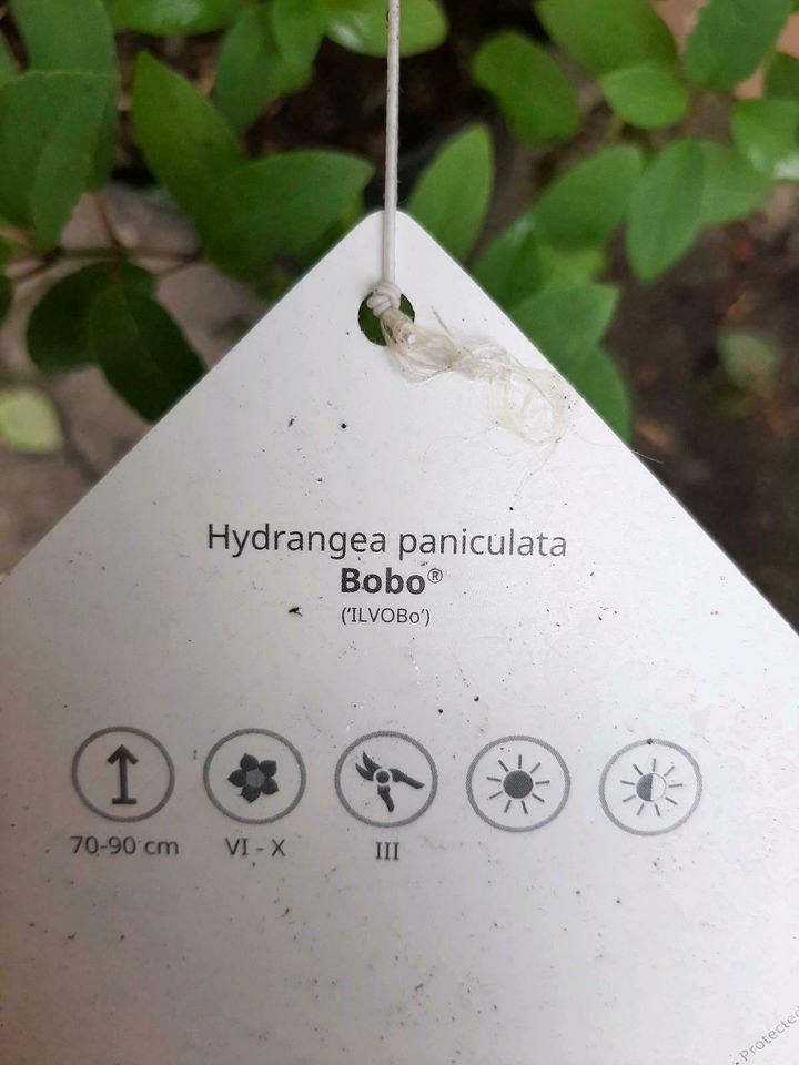 Rispenhortensie, Hydrangea paniculata in Großefehn
