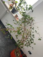 Große Zimmerpflanze Ficus Benjamin Hessen - Buseck Vorschau