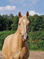 Reitponystute, Zuchtstute, Kinderpony Schleswig-Holstein - Ahrensburg Vorschau