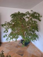 Ficus Benjamini Bayern - Pöttmes Vorschau