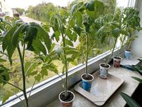 Tomatenpflanzen Bayern - Höchstadt Vorschau