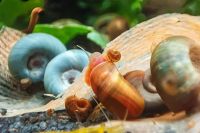 ⭐6x Bunter Posthornschnecken Mix Aquarium Schnecke|Preis ab9,99€* Baden-Württemberg - Altheim (Alb) Vorschau