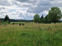 Tag auf dem Ponyhof Nordvorpommern - Landkreis - Franzburg Vorschau