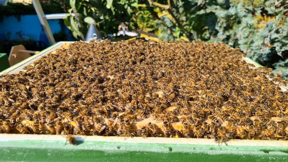 Bienenvölker, Carnica auf Deutsch Normal Rähmchen in Rüsselsheim