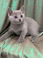 Echte reinrassige Russisch Blau Kitten, Babys mit Stammbaum Niedersachsen - Meinersen Vorschau