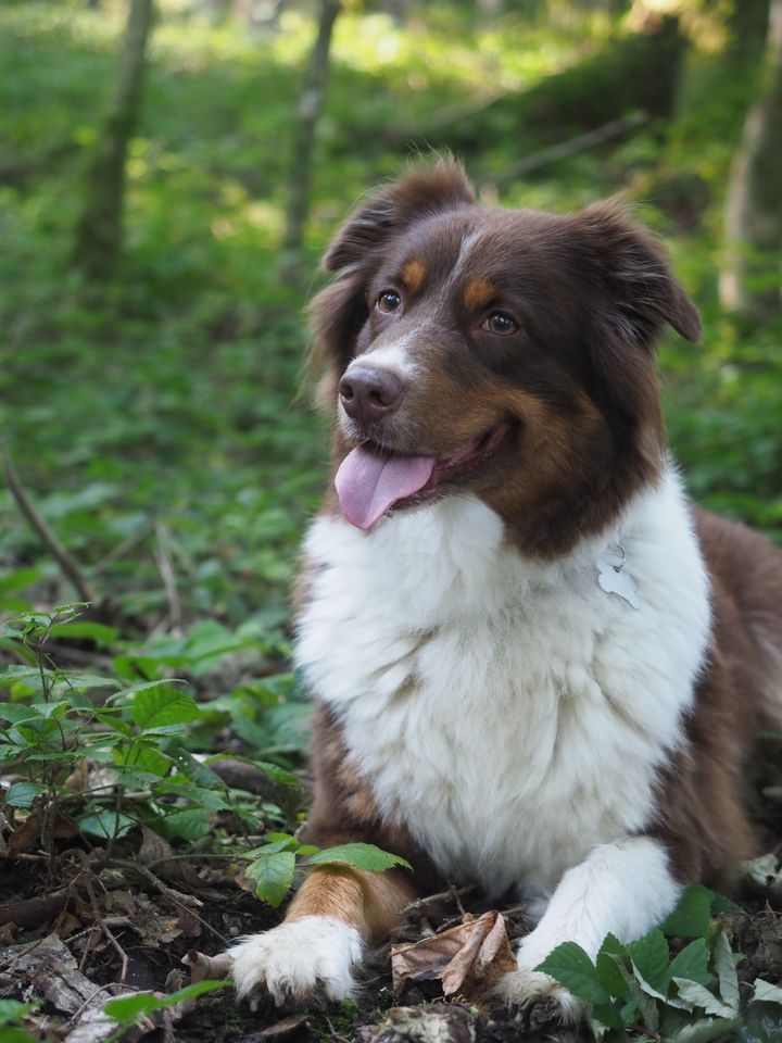 Gassi geher, Hundebetreuung an schwierigen Hund in Oppenweiler