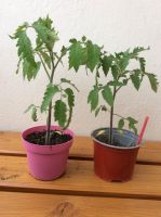 Tomatenpflanzen aus Biosaatgut verschiedene Sorten Neustadt - Huckelriede Vorschau