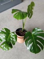 Monstera deliciosa Variegata- Fensterblatt. Nordrhein-Westfalen - Halle (Westfalen) Vorschau