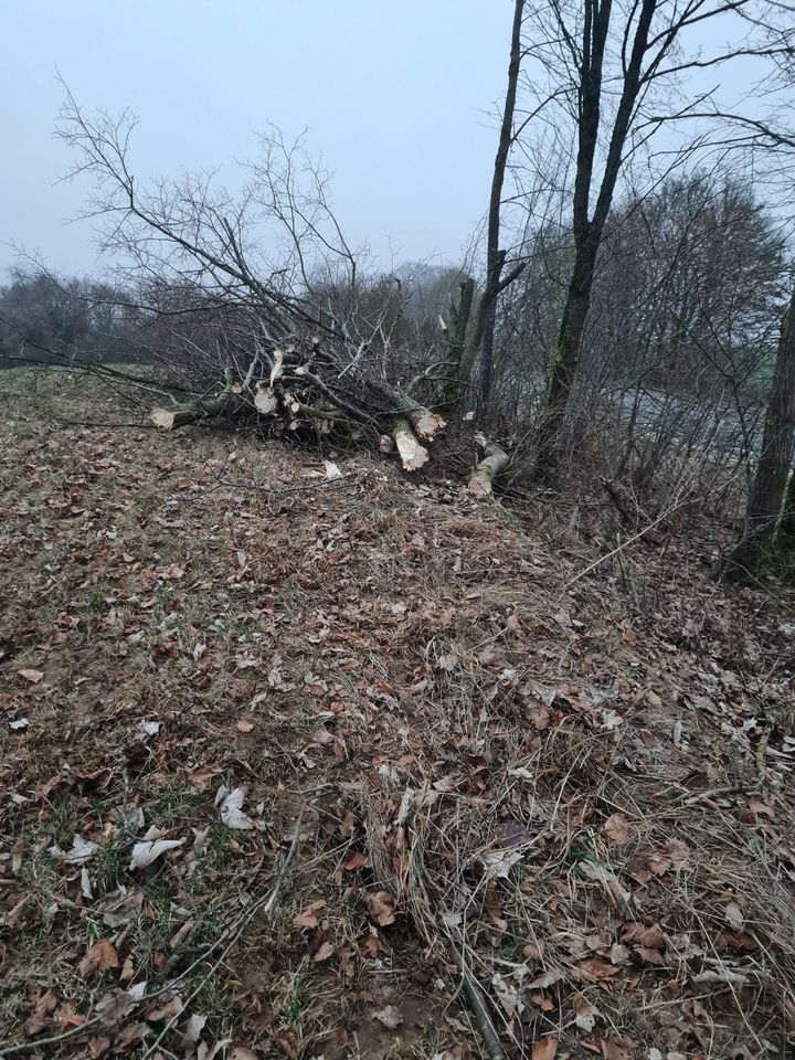 Baumfällung Rodung Heckenpflege in Auerbach in der Oberpfalz