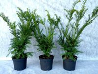 Heckeneibe (Taxus), bis zu 175 cm groß - Anwachsgarantie Nordrhein-Westfalen - Düren Vorschau